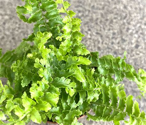 蕾絲蕨風水|蕾絲蕨如何輕鬆養護，淨化空氣的居家綠植 Fluffy Ruffle Fern, a。